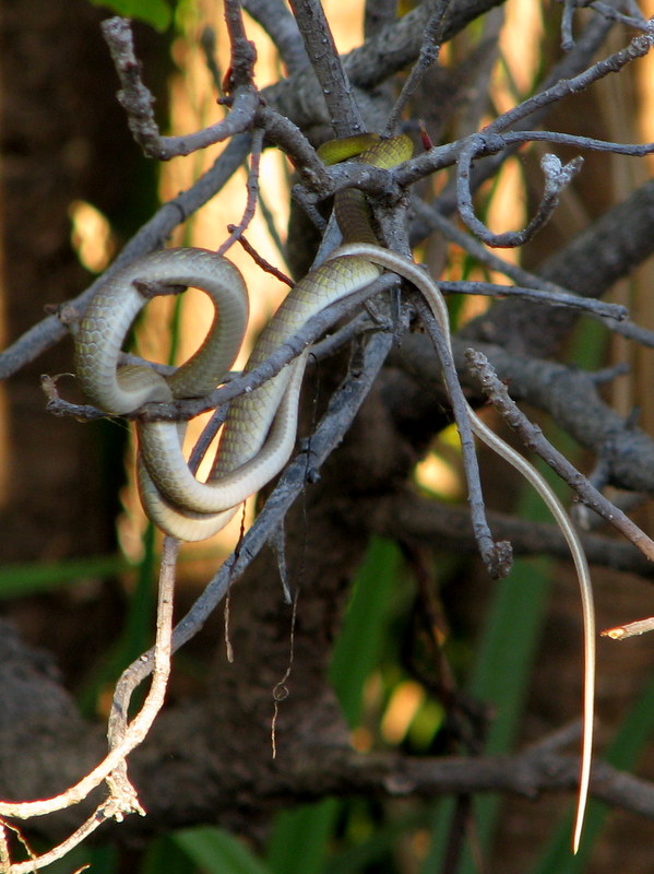 Common Tree Snake