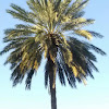 date palm tree