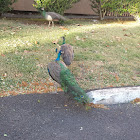 Indian peafowl or Pīkake