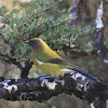 New Zealand Bellbird (Korimako)