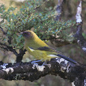 New Zealand Bellbird (Korimako)