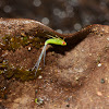 Issid Planthopper Nymph