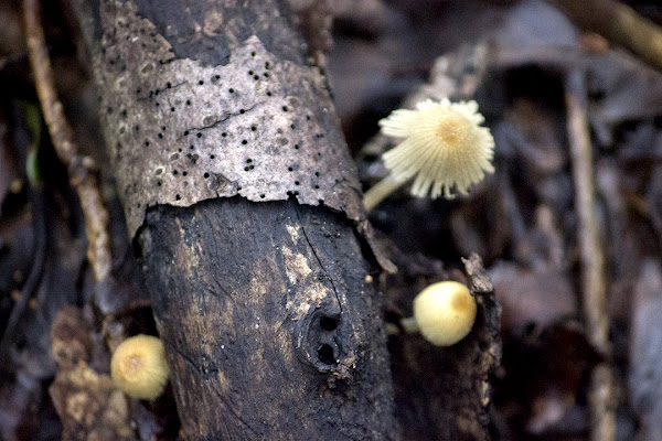 Milky cone cap | Project Noah