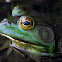 Bullfrog