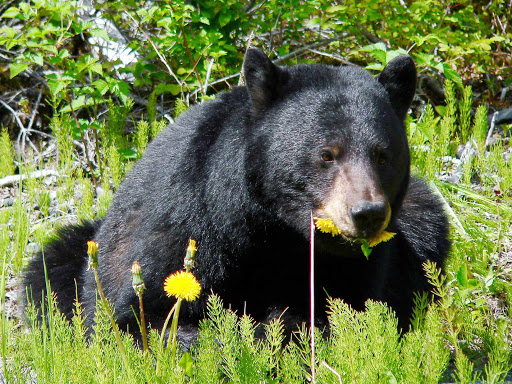 Glacier-Bay-black-bear-dandelions - A black bear feasting on dandelions in Glacier Bay National Park.