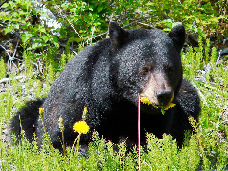 A black bear feasting on dandelions in Glacier Bay National Park.
