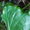Elephant Ear Leaf
