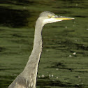 Grey Heron juvenile
