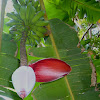 banano flor y fruto