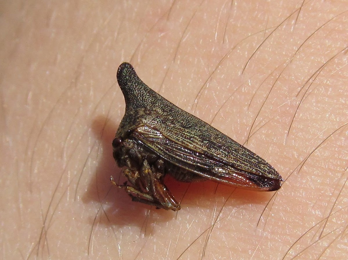 Locust Treehopper (Female)