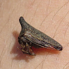 Locust Treehopper (Female)