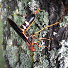 Pigeon Tremex