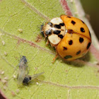 Multi-colored Asian lady beetle