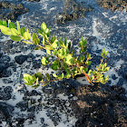 Mangle Blanco. White Mangrove