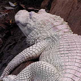 Albino Gator by Jennifer Wheatley-Wolf - Animals Reptiles