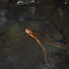 Copperbelly Water snake