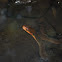 Copperbelly Water snake