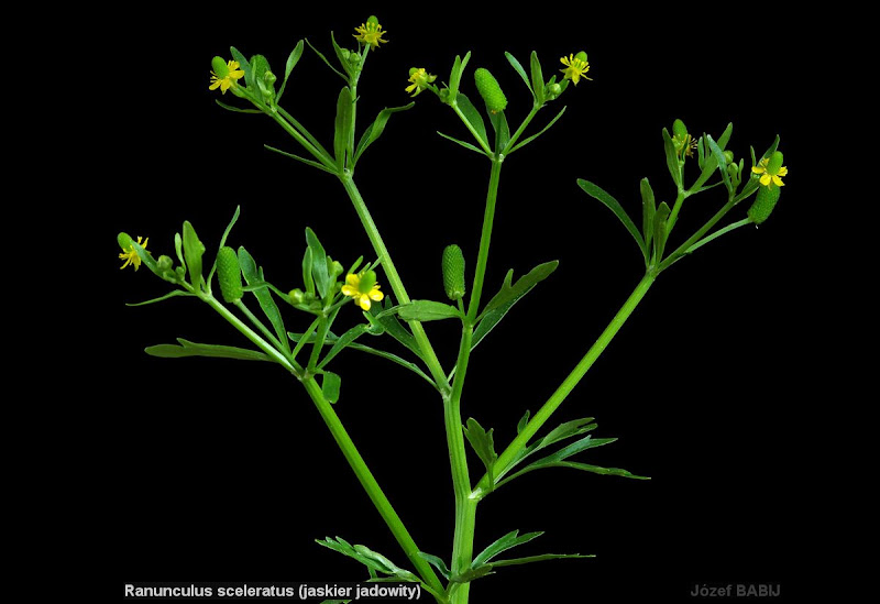 Ranunculus sceleratus habit - Jaskier jadowity pokrój