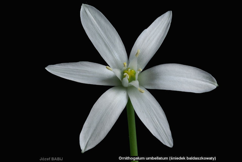 Ornithogalum umbellatum flower - Śniedek baldaszkowaty kwiat 