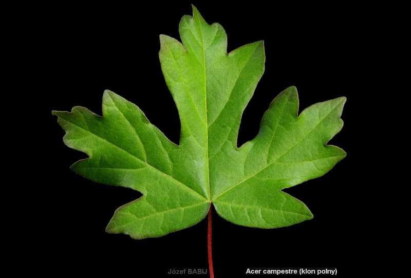Acer campestre leaf - Klon polny liść