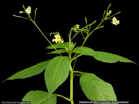 Impatiens parviflora habit - Niecierpek drobnokwiatowy pokrój