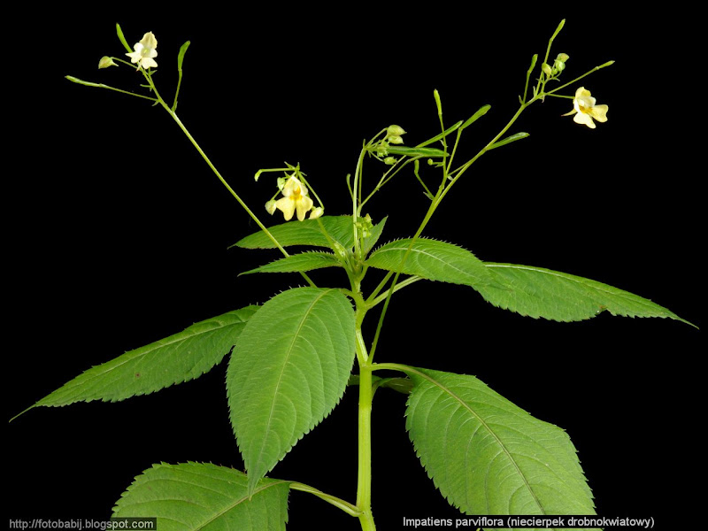 Impatiens parviflora habit - Niecierpek drobnokwiatowy pokrój