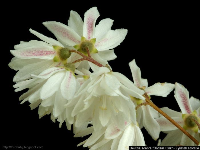 Deutzia scabra 'Codsall Pink' flowers - Żylistek szorstki kwiaty