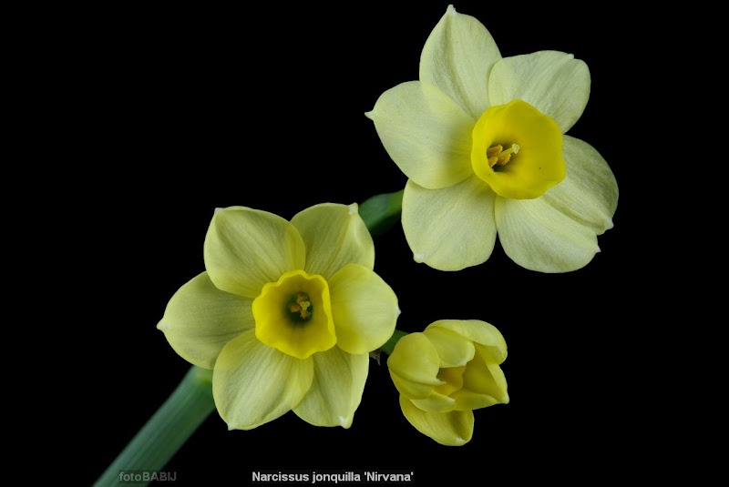 Narcissus jonquilla 'Nirvana' flowers - Narcyz żonkil kwiaty 