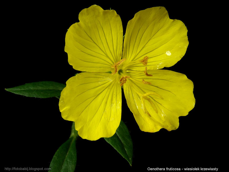 Oenothera fruticosa flower - Wiesiołek krzewiasty kwiat 