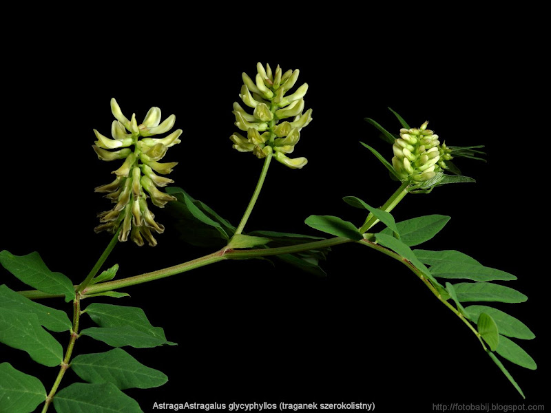 Astragalus glycyphyllos stalk - Traganek szerokolistny łodyga