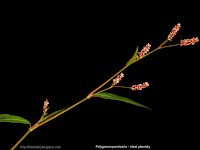 Polygonum persicaria stalk - Rdest plamisty łodyga