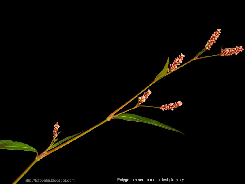 Polygonum persicaria stalk - Rdest plamisty łodyga