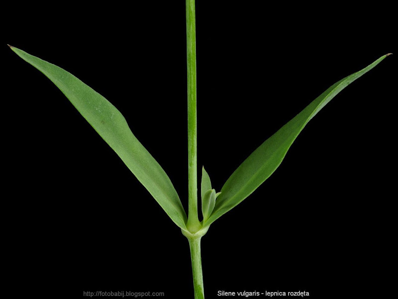 Silene vulgaris leafs - Lepnica rozdęta liście