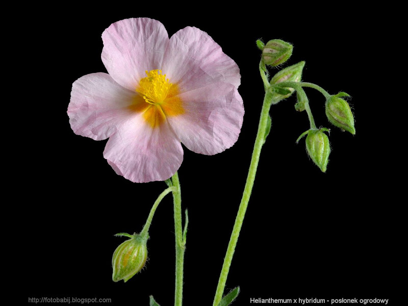 Helianthemum x hybridum flowers - Posłonek ogrodowy kwiaty