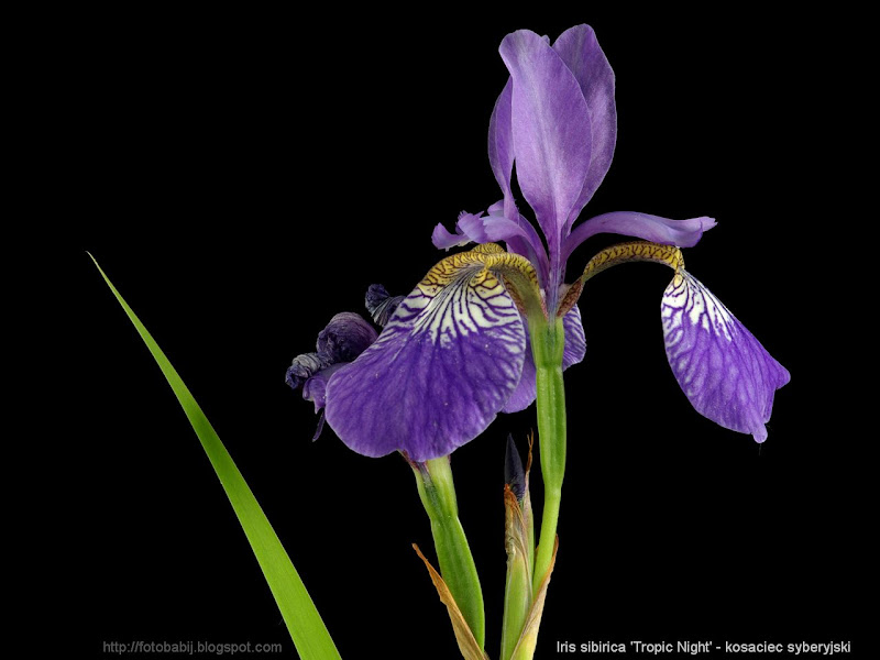 Iris sibirica 'Tropic Night' - Kosaciec syberyjski