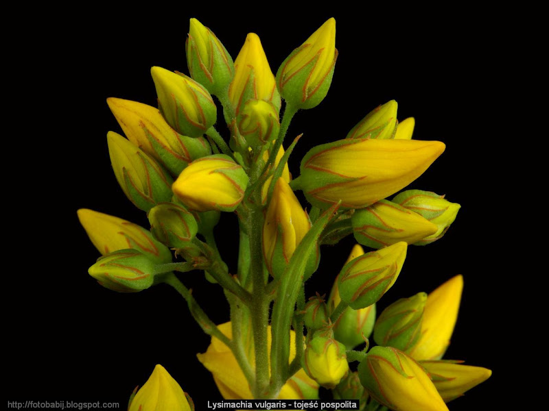 Lysimachia vulgaris flower bud - Tojeść pospolita pąki kwiatowe