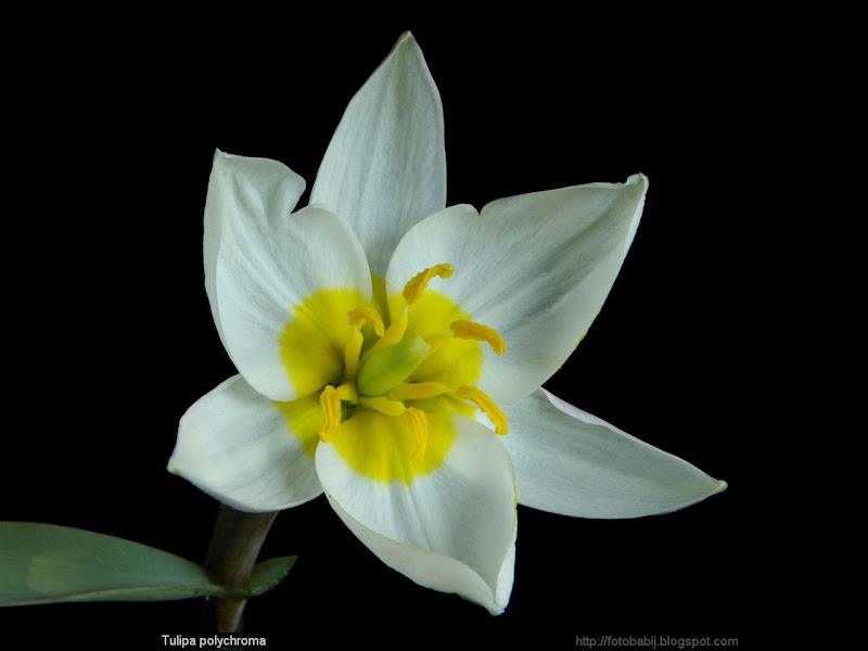 Tulipa polychroma flower - Tulipan botaniczny polychroma kwiat 