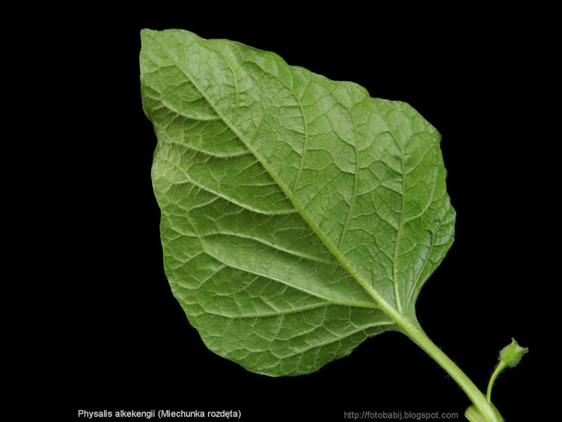 Physalis alkekengi leaf - Miechunka rozdęta liść 