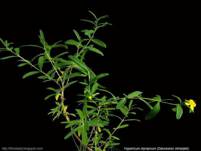 ypericum olympicum - Dziurawiec olimpijski pokrój