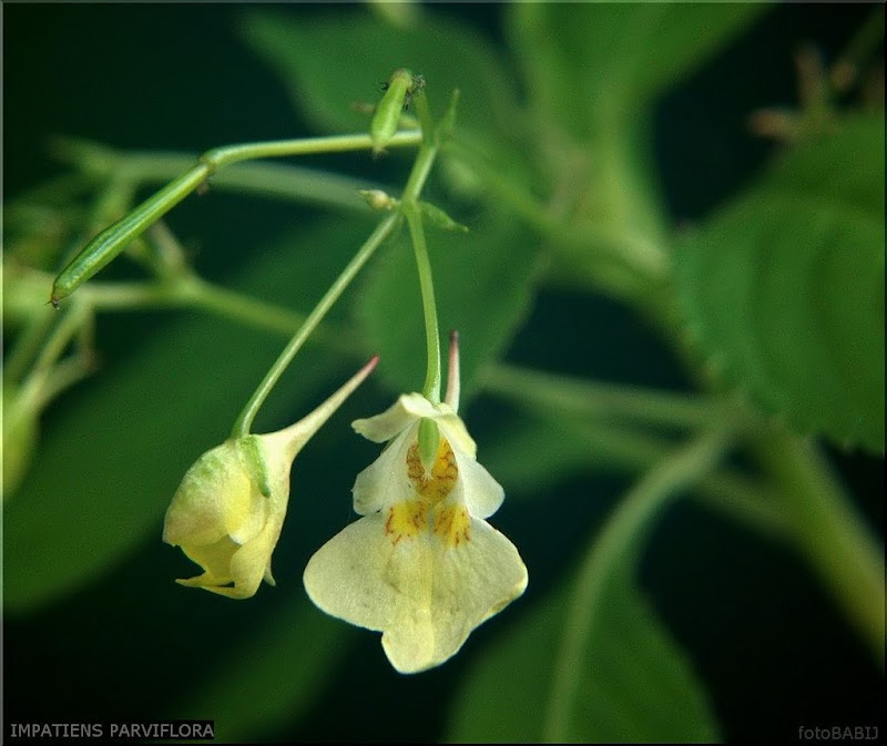 Impatiens parviflora  - Niecierpek drobnokwiatowy kwiatostan