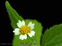 Galinsoga ciliata flower - Żółtlica owłosiona kwiat