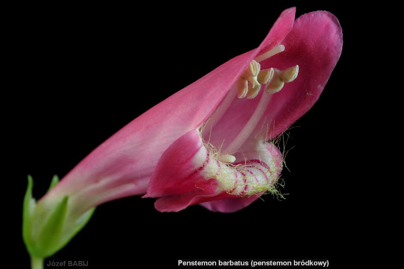 Penstemon barbatus flower - Penstemon bródkowy kwiat