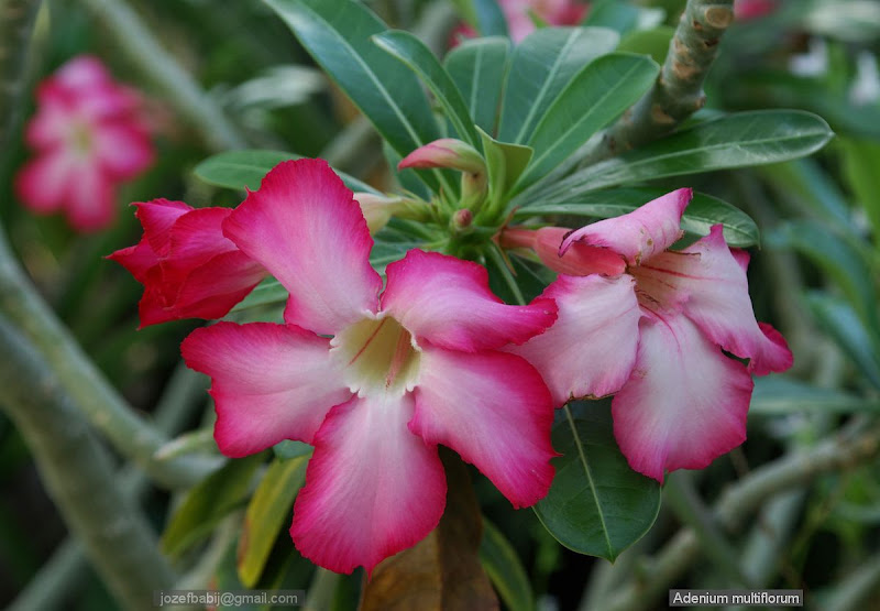 Adenium multiflorum flower - Adenium wielokwiatowe, róża pustyni kwiaty