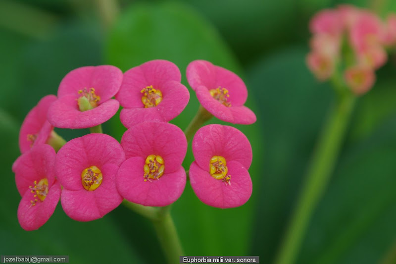 Euphorbia milii var. sonora flowers - Wilczomlecz lśniący kwiaty