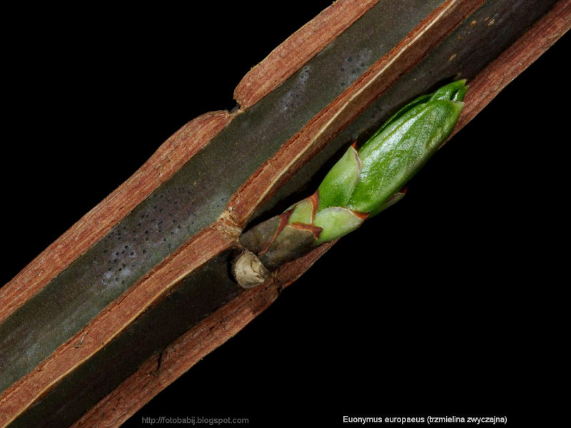 Euonymus europaeus leaf bud - Trzmielina zwyczajna pąk liściowy 