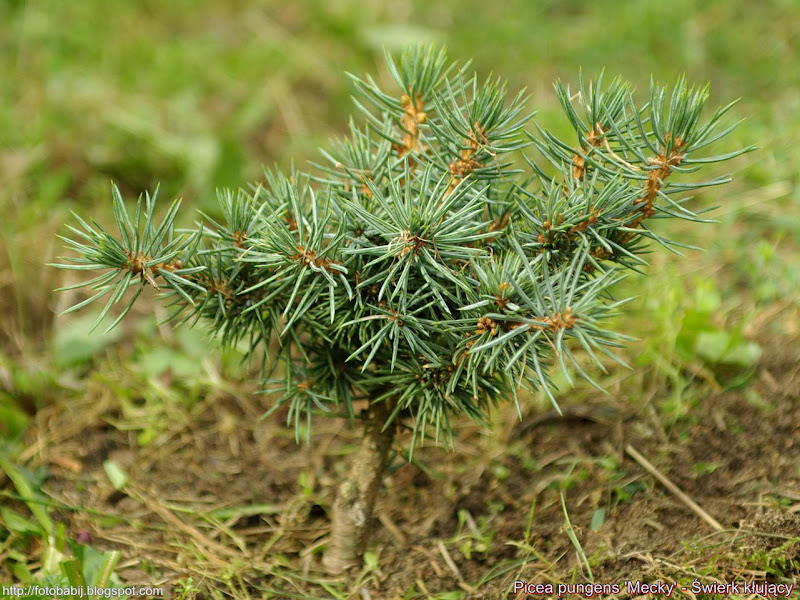 Picea pungens 'Mecky' - Świerk kłujący