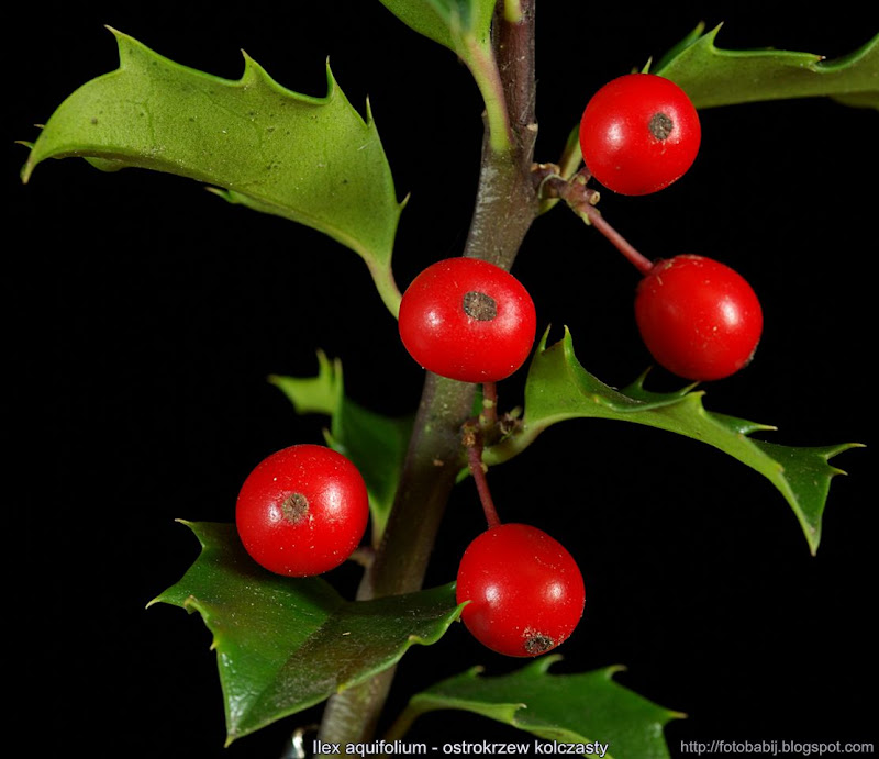 Ilex aquifolium fruits  - Ostrokrzew kolczasty owoce 