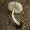 Leucoagaricus