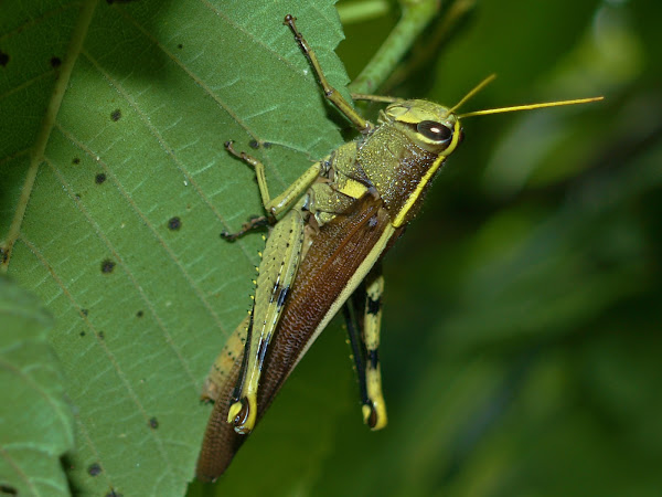 Obscure Bird Grasshopper | Project Noah