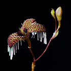 Miniature orchid